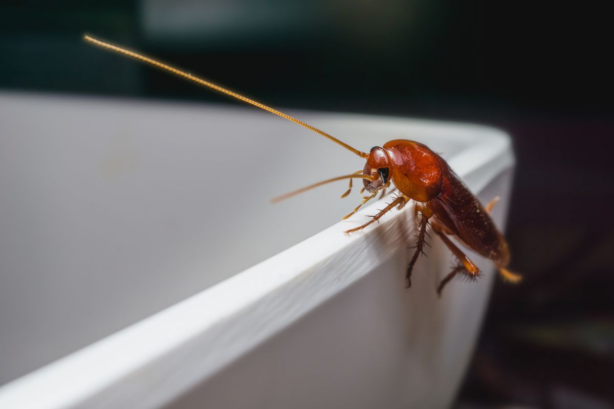 allontana gli scarafaggi in casa con un trucco naturale