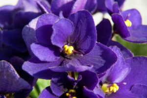 Violetta africana fiorisce tutto l’anno