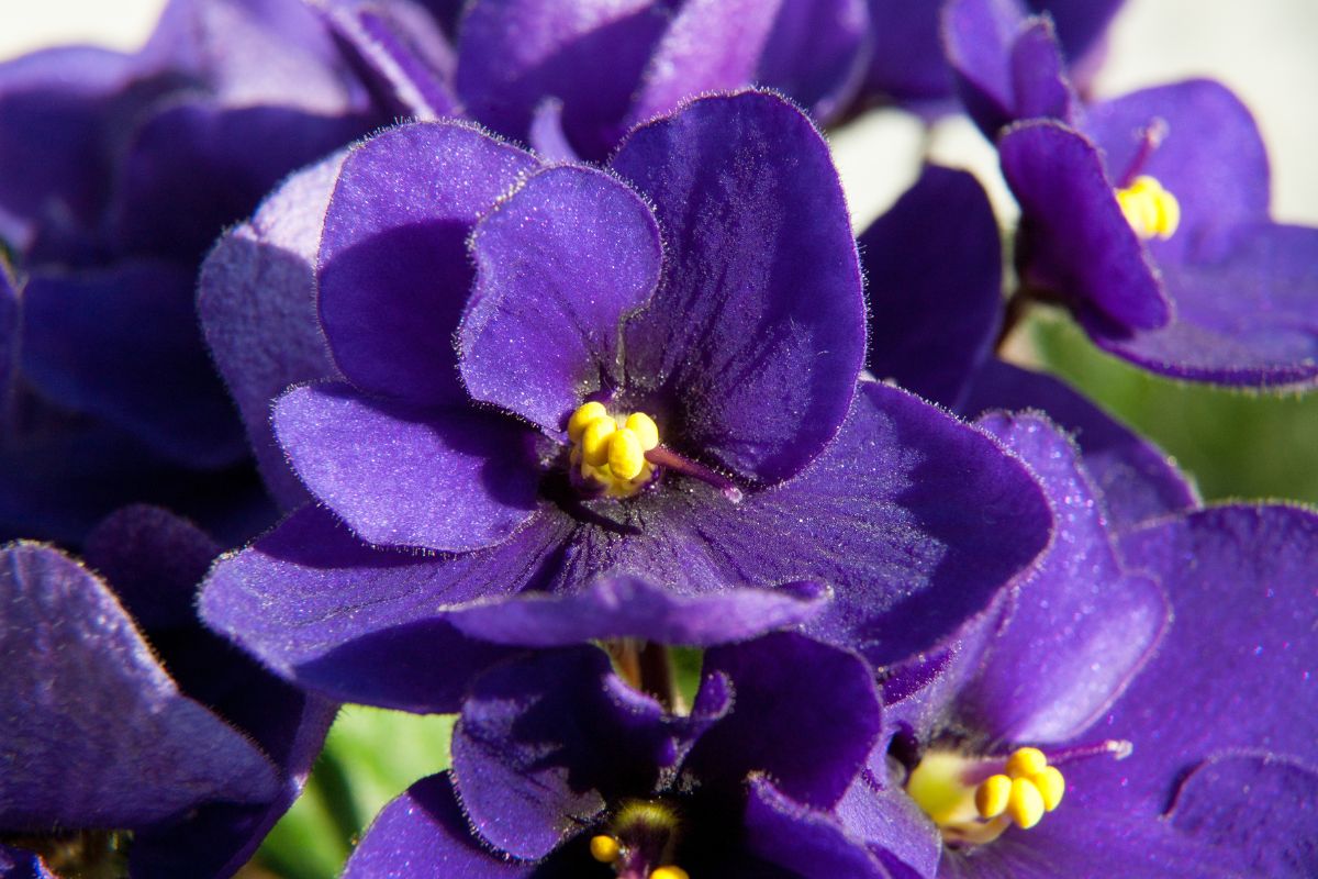 Violetta africana fiorisce tutto l’anno