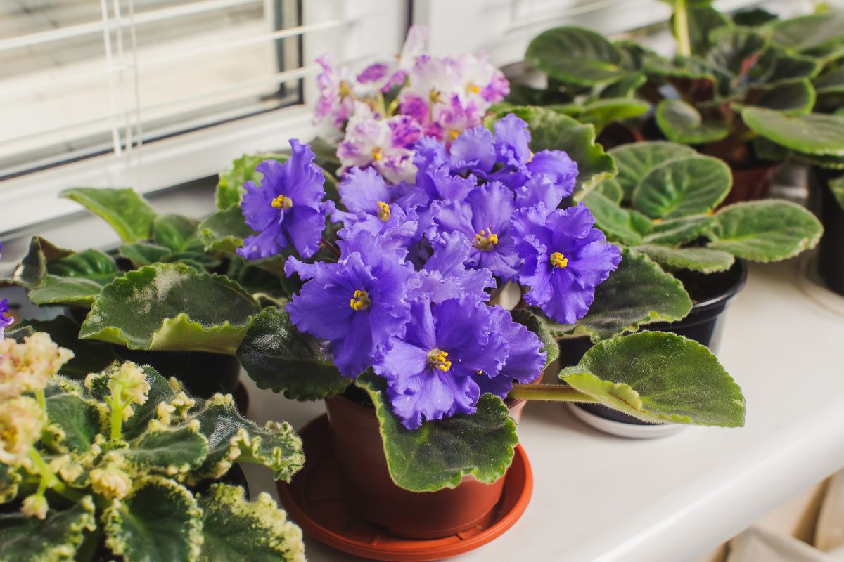 Violetta africana con fiori viola