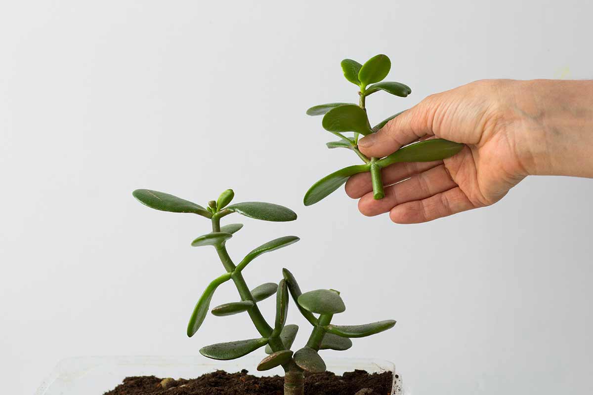 Potatura dell'albero di giada
