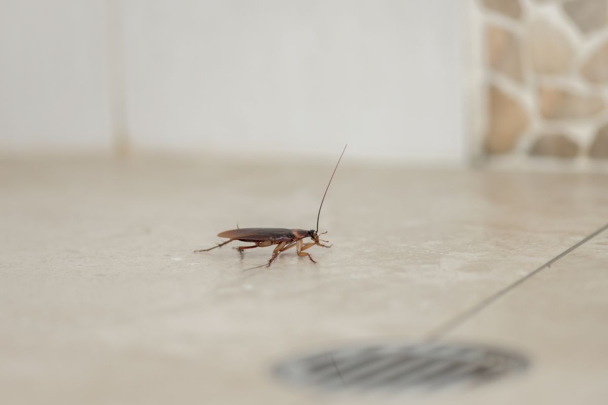 Addio scarafaggi in casa con rimedio naturale